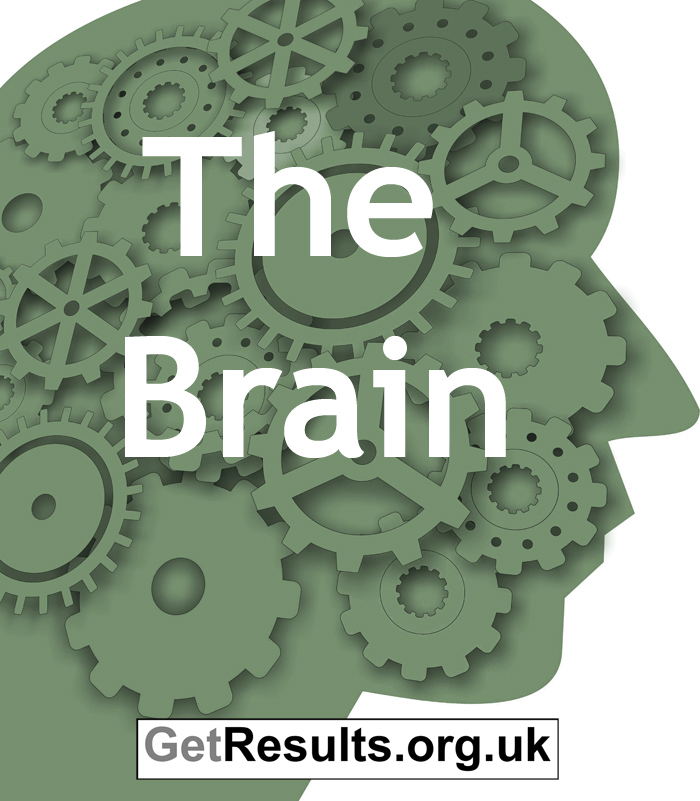 Get Results: The Brain